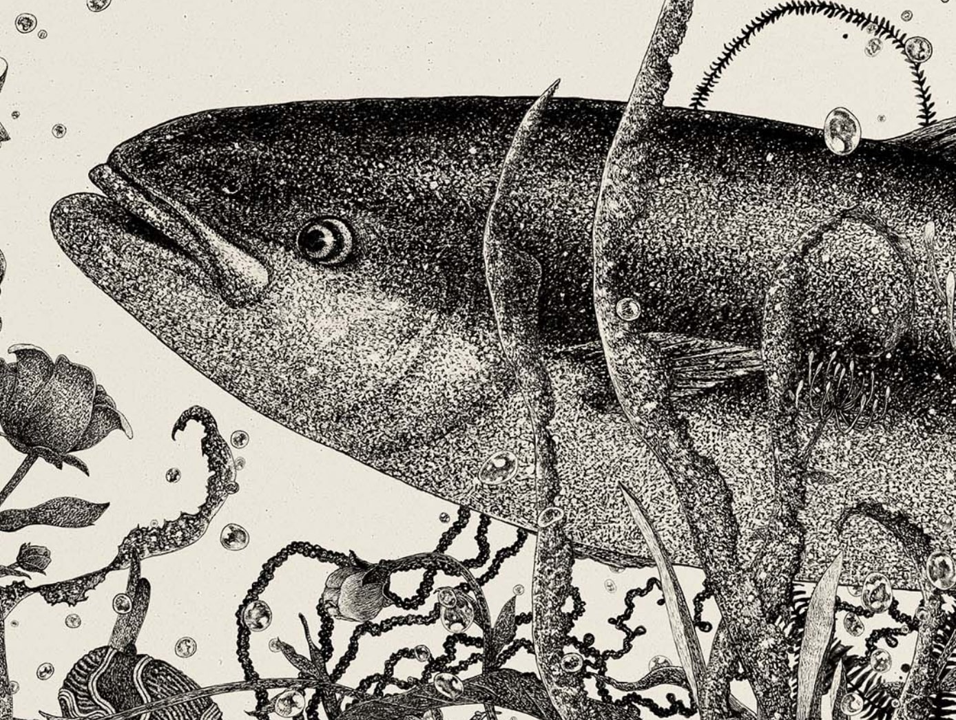 魚の写真