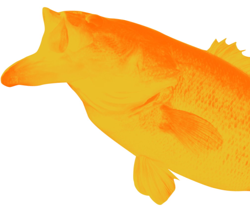 魚
