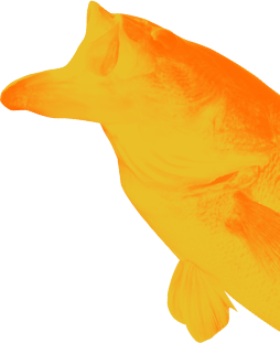 魚
